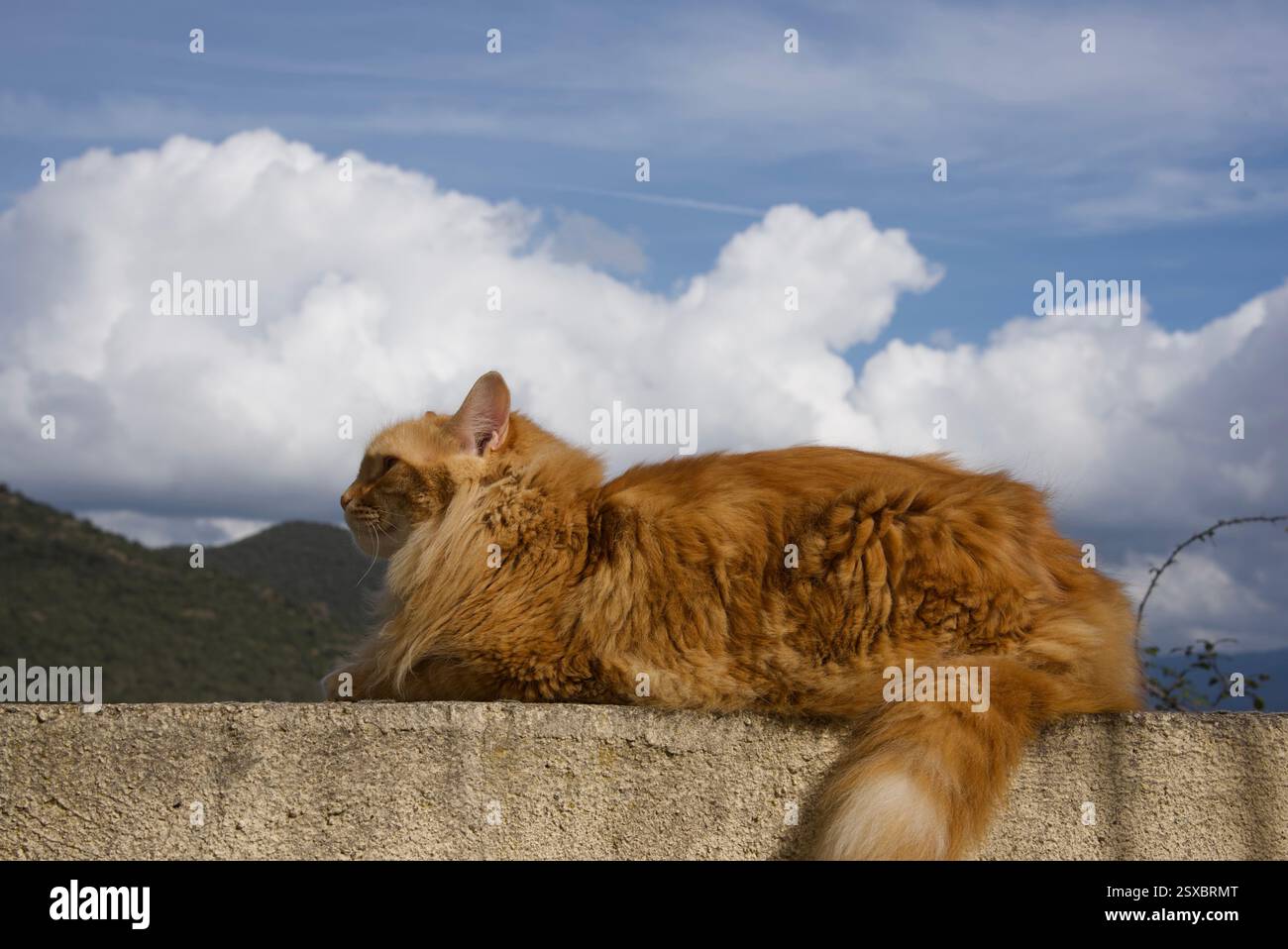 Seltene schöne flauschige Ingwer Tabby Weibchen langhaarig Stockfoto
