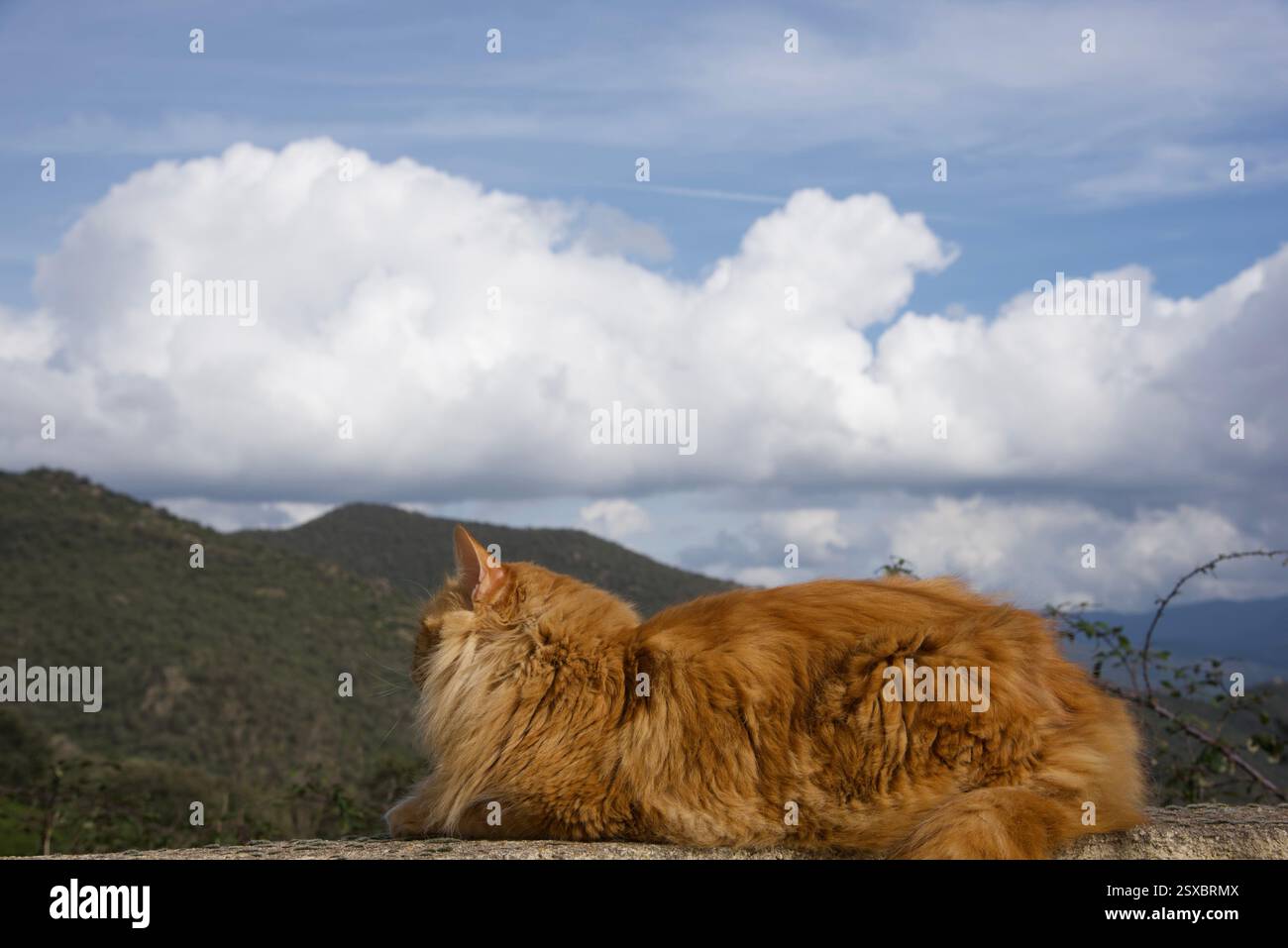 Seltene schöne flauschige Ingwer Tabby Weibchen langhaarig Stockfoto