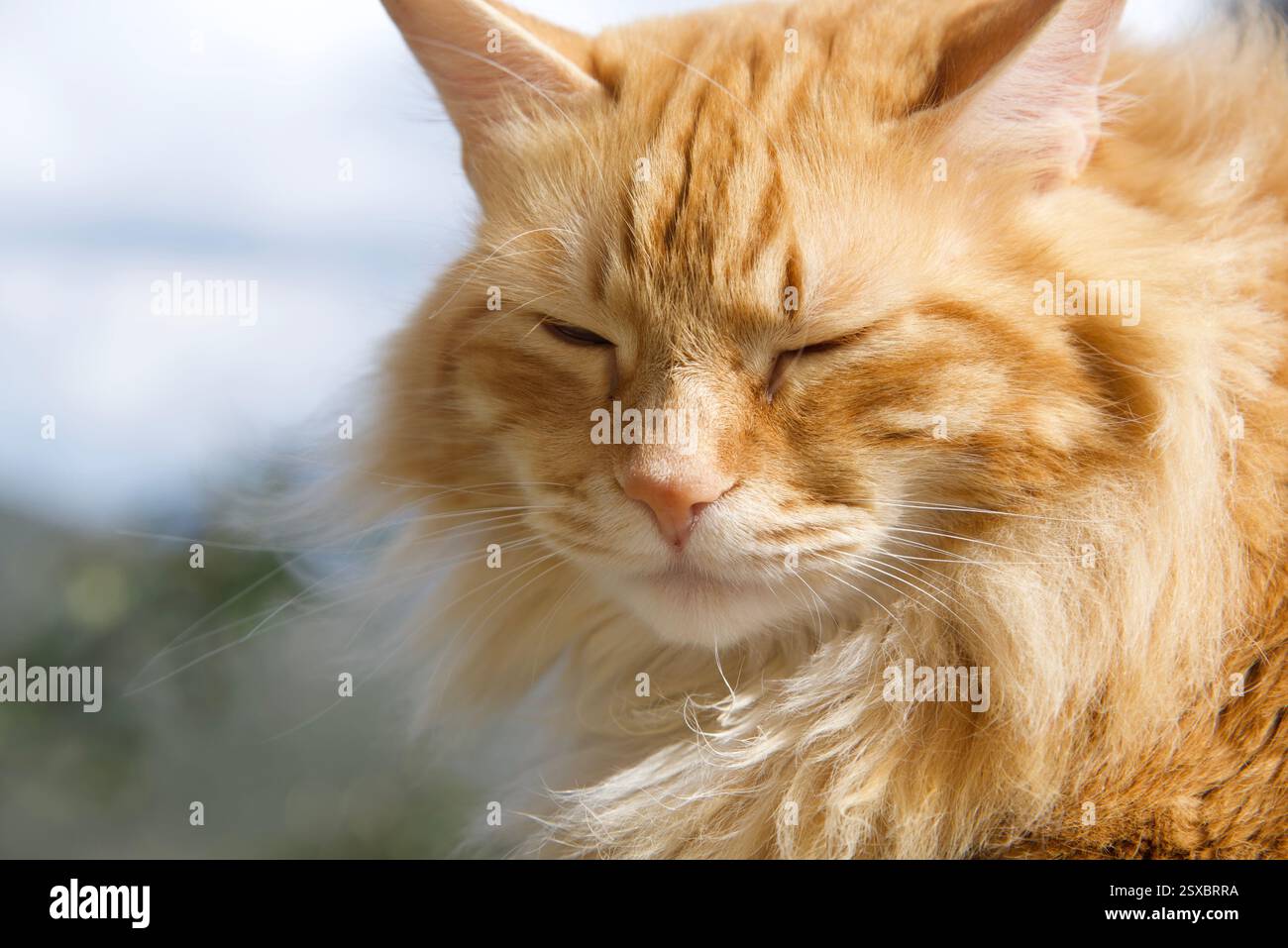 Seltene schöne flauschige Ingwer Tabby Weibchen langhaarig Stockfoto