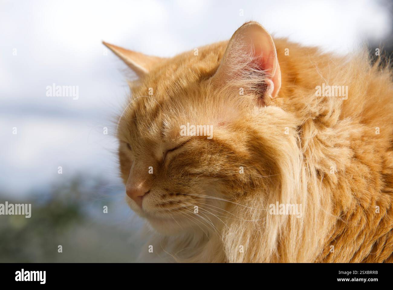 Seltene schöne flauschige Ingwer Tabby Weibchen langhaarig Stockfoto