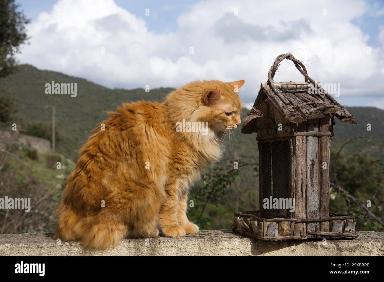 Seltene schöne flauschige Ingwer Tabby Weibchen langhaarig Stockfoto