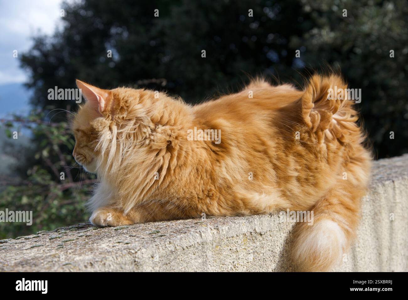 Seltene schöne flauschige Ingwer Tabby Weibchen langhaarig Stockfoto
