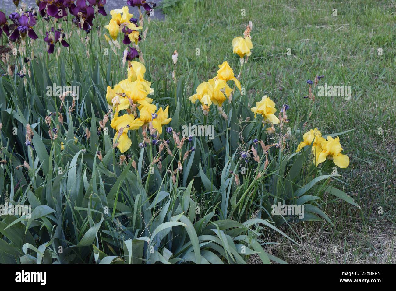 Eine Gartenszene mit blühenden Blumen. Es gibt hellgelbe Iris im Vordergrund und dunkelviolette Iris im Hintergrund. Die Blumen sind Surro Stockfoto