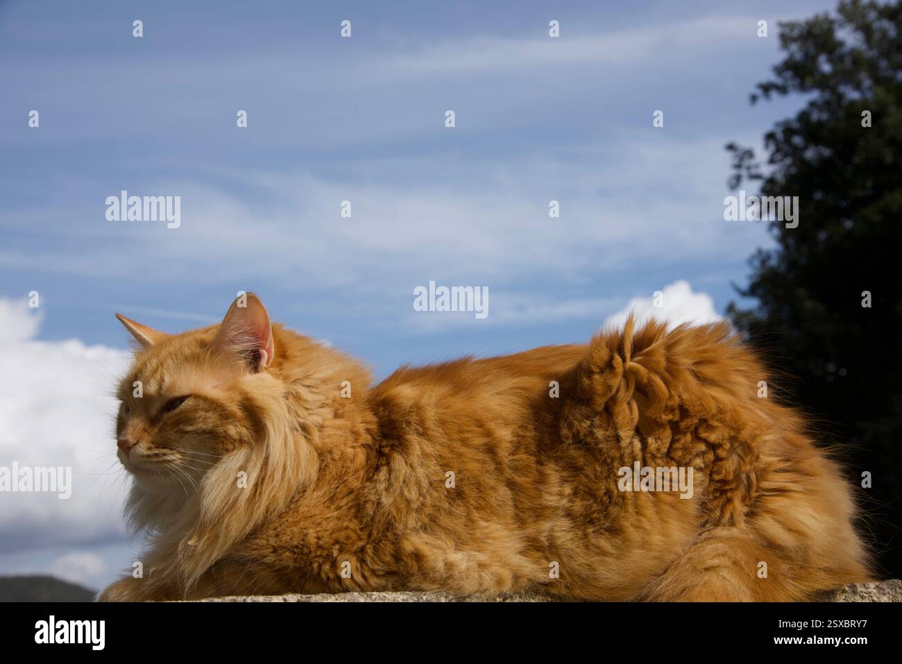 Seltene schöne flauschige Ingwer Tabby Weibchen langhaarig Stockfoto