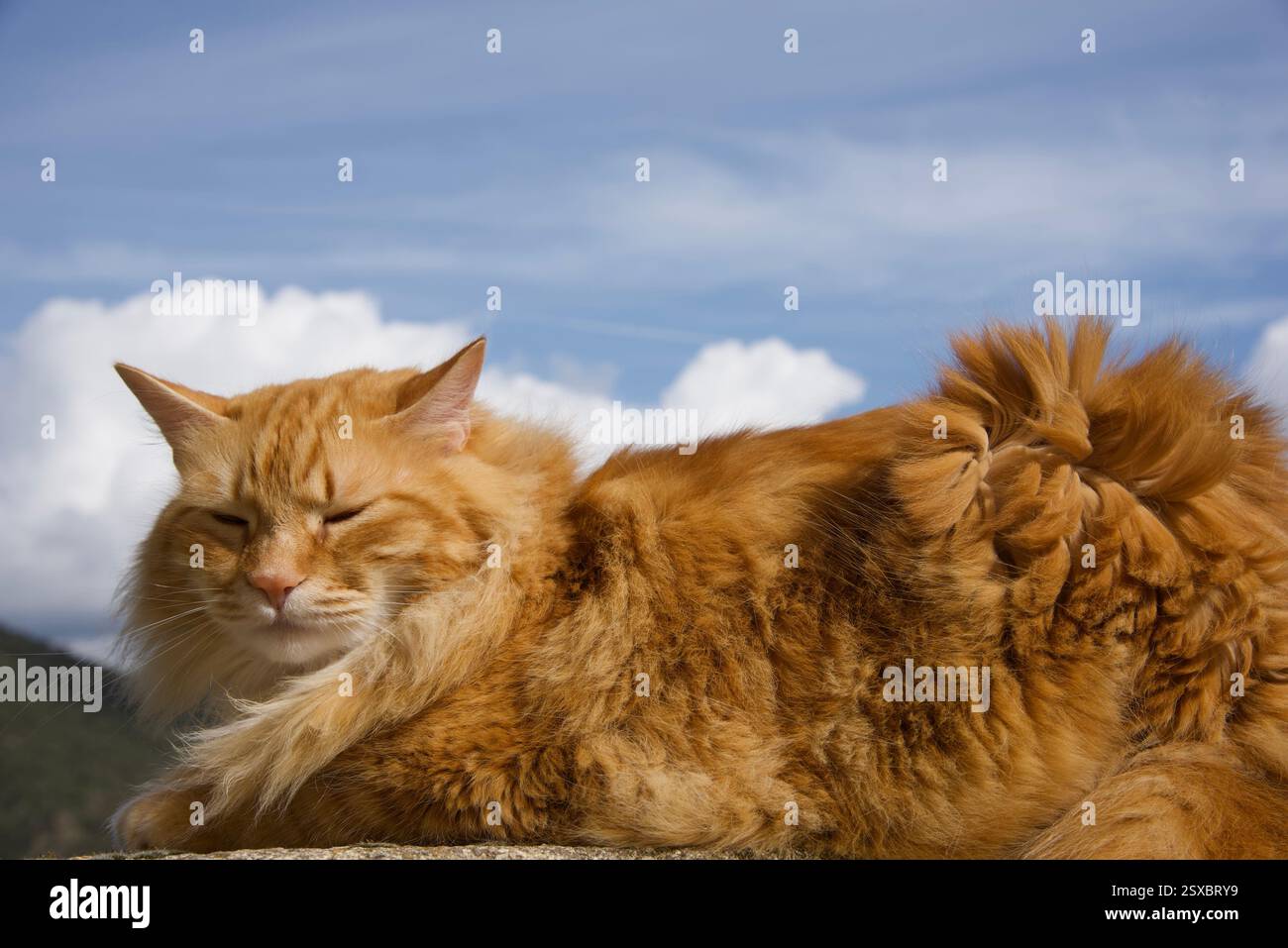 Seltene schöne flauschige Ingwer Tabby Weibchen langhaarig Stockfoto