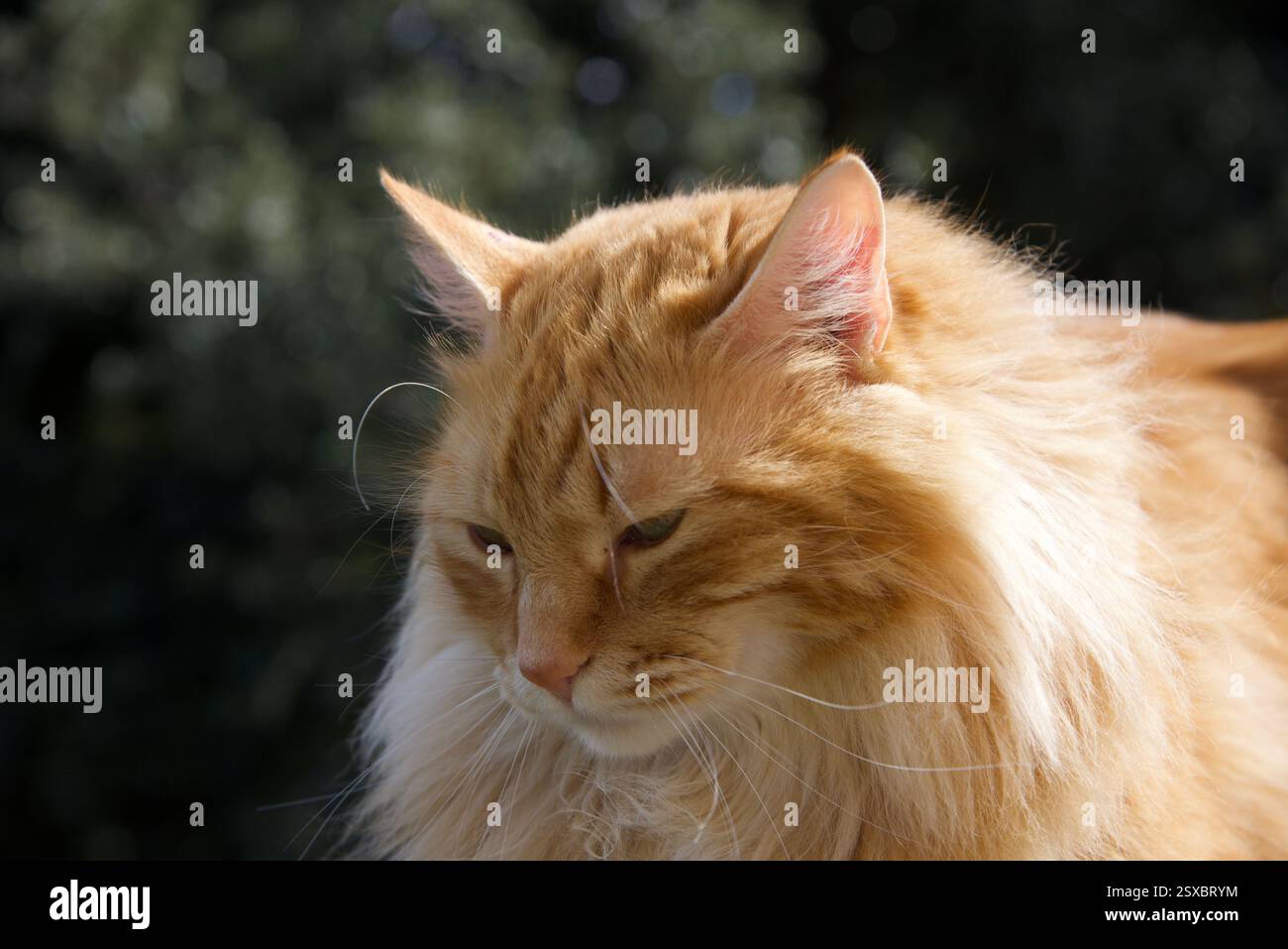 Seltene schöne flauschige Ingwer Tabby Weibchen langhaarig Stockfoto