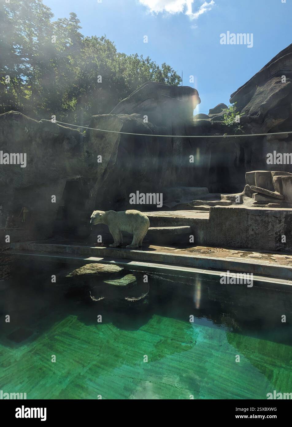 Ein majestätischer Eisbär genießt den Sonnenschein im Budapester Zoo, der an seinem klaren, türkisfarbenen Pool in einem sorgfältig gestalteten natürlichen Lebensraum steht. Stockfoto