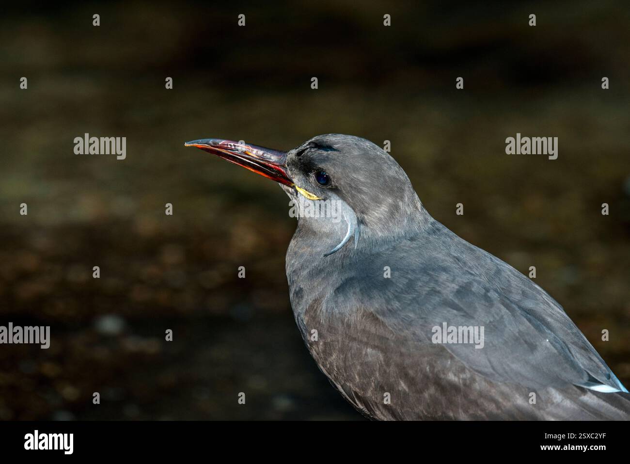 Nahaufnahme der Inkaseeschwalbe mit leuchtendem Roten Schnabel in der Natur Stockfoto