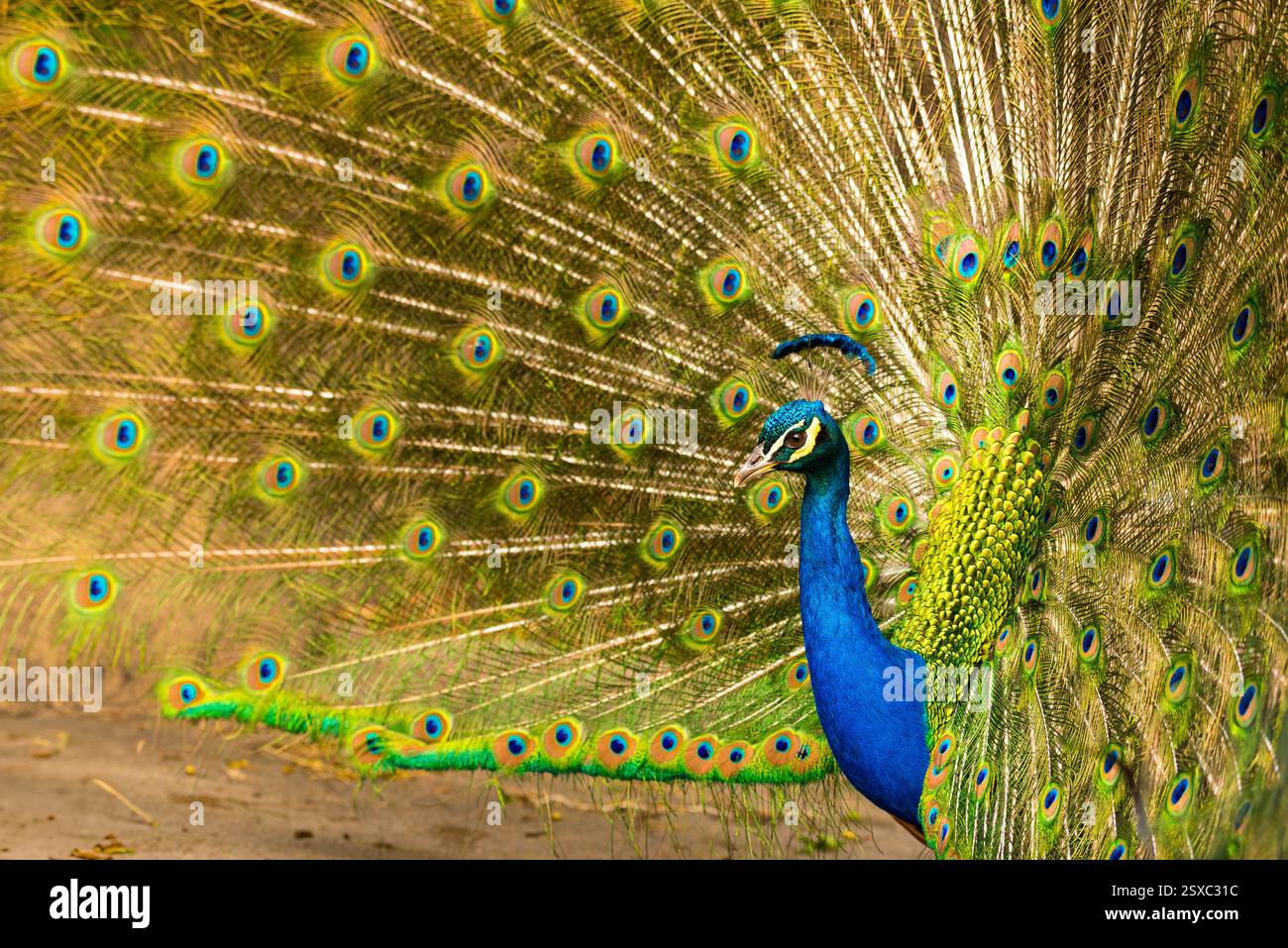 Der lebhafte männliche Pfau zeigt sein farbenfrohes Gefieder im Freien Stockfoto