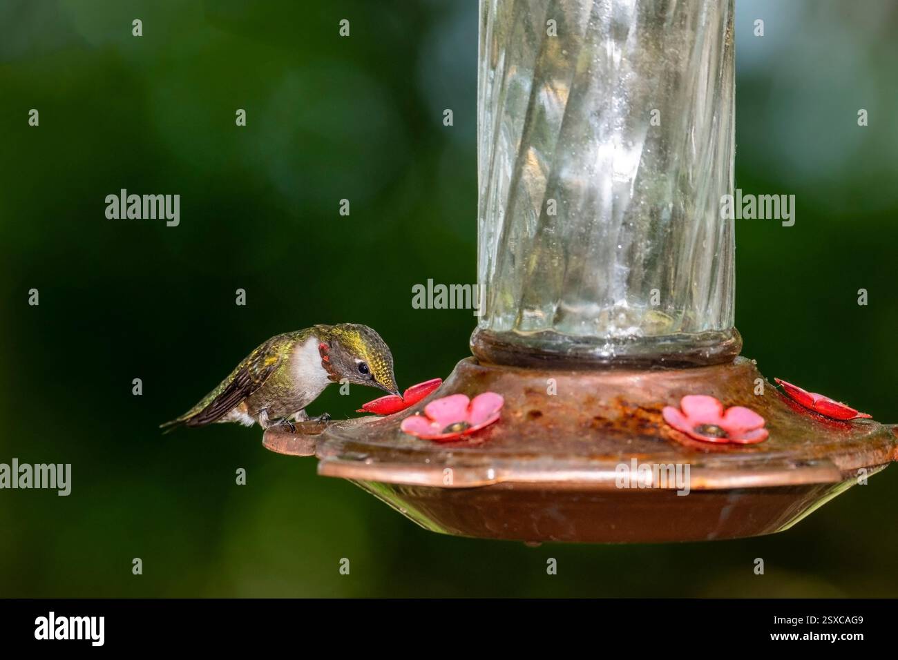 Danbury, Wisconsin. Männlicher Kolibri mit Rubinkehle, Archilochus colubris, der von einem Vogelfutter ernährt wird. Stockfoto