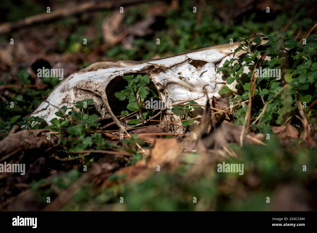Obere Hälfte des Schädels eines Weibchens auf dem Waldboden. Raleigh, North Carolina. Stockfoto