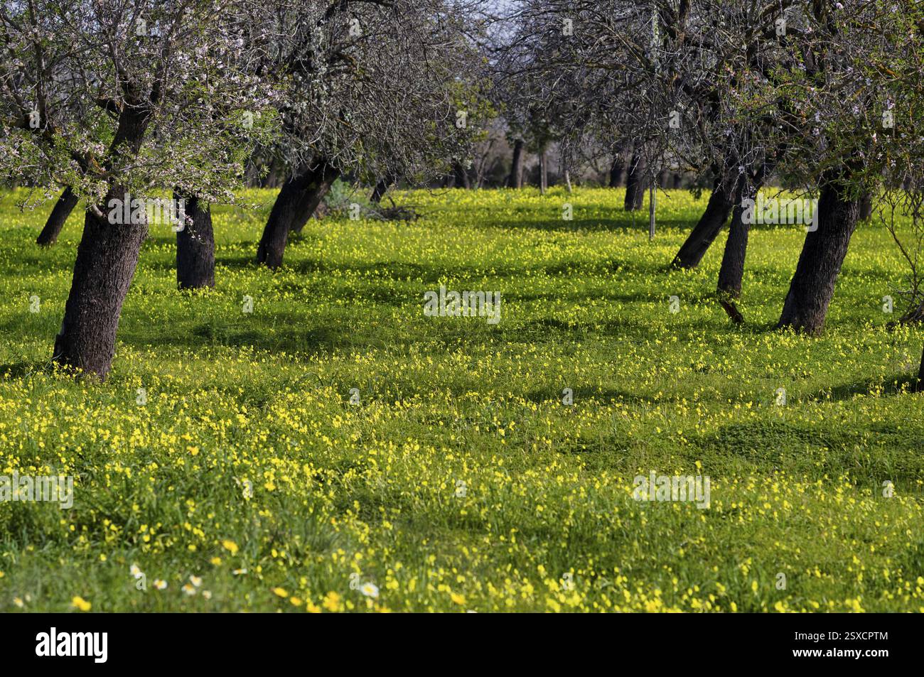 Mandelblüte, Mandelbäume, Plantage, Bermuda-Butterblume (Oxalis pes-caprae), auch bekannt als niedriger Sauerampfer, Santa Maria del Cami, Calvia, Majorc Stockfoto