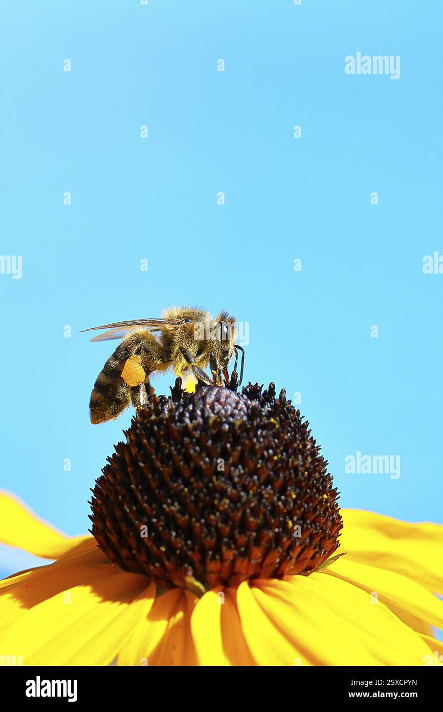 Europäische Honigbiene (APIs mellifera), die Nektar von einem gelben Coneflower (Echinacea paradoxa) vor blauem Himmel sammelt, Nahaufnahme, Makrofotogra Stockfoto