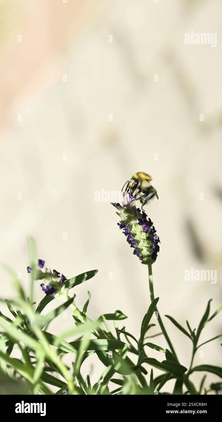 Feldhummel (Bombus pascuorum) auf einer Lavendelblume (Lavandula angustifolia), minimalistisches Bild, Wilnsdorf, Nordrhein-Westfalen, Deutschland, Eur Stockfoto