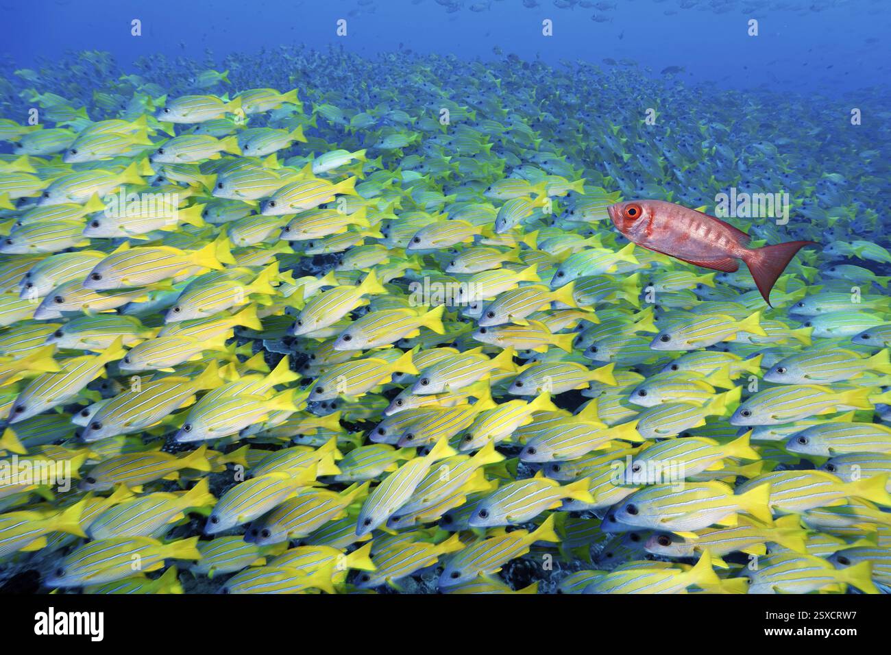 Fischschule Blaugestreifter Schnapper (Lutjanus kasmira), Indo-pazifischer Großaugenbarsch (Priacanthus hamrur), Tuamotu-Archipel, Französisch-Polynesien, Süden Stockfoto