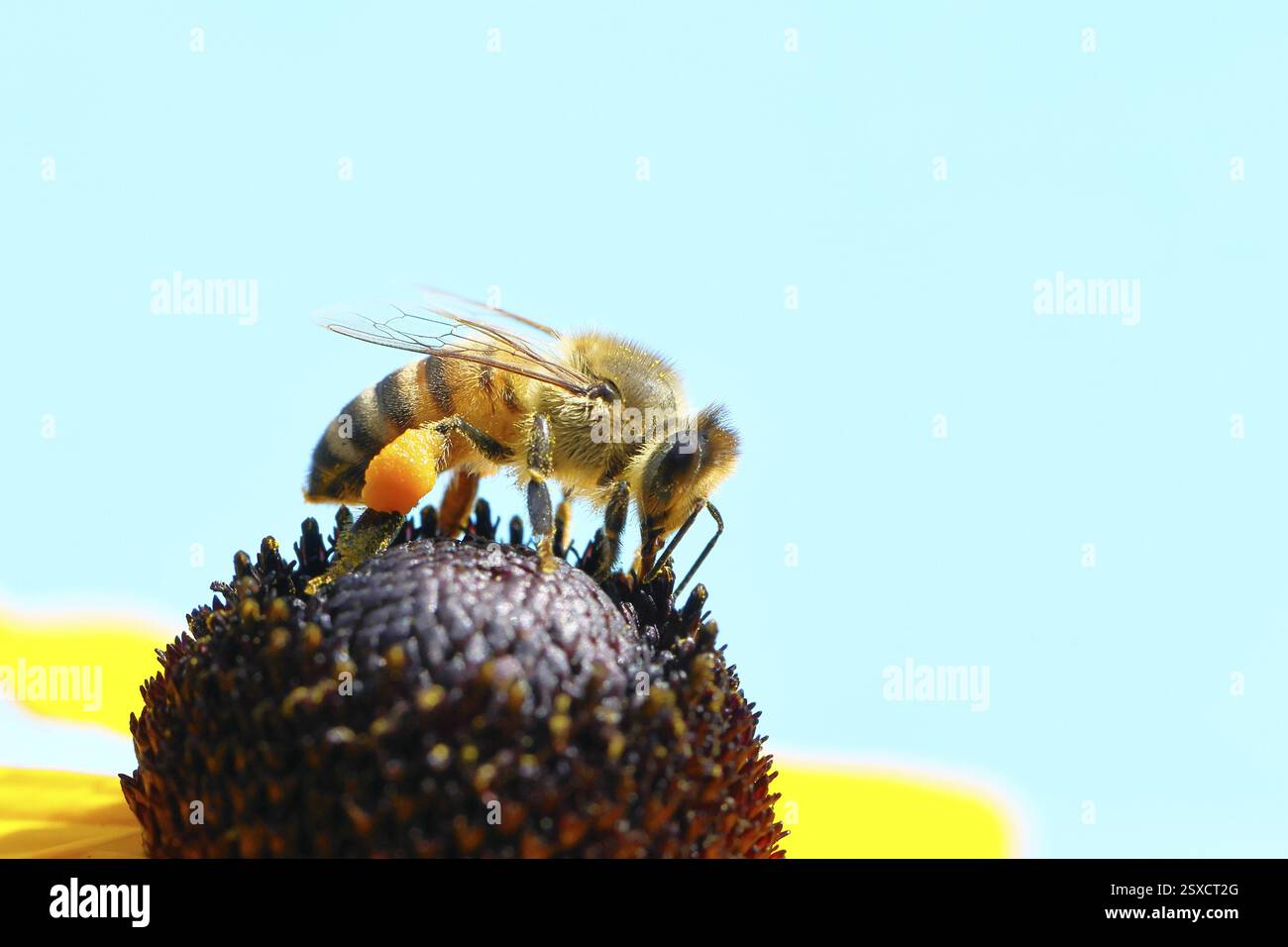 Europäische Honigbiene (APIs mellifera), die Nektar von einem gelben Coneflower (Echinacea paradoxa) vor blauem Himmel sammelt, Nahaufnahme, Makrofotogra Stockfoto