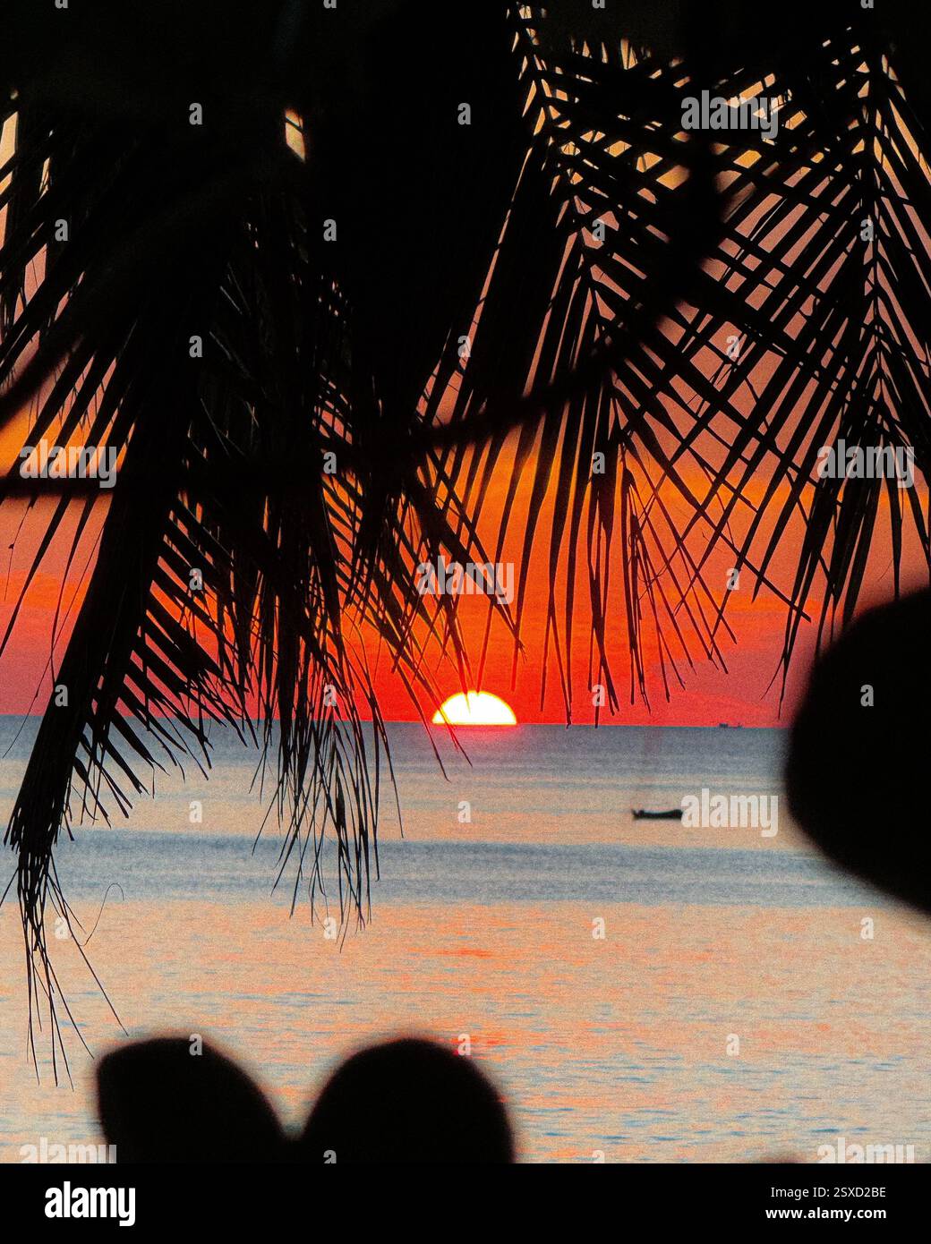 Sonnenuntergang mit Palmblättern im Vordergrund und farbenfroher Himmel Eine atemberaubende Sonnenuntergangsszene, die von Palmblättern eingerahmt wird und einen auffälligen Kontrast zur Orange bildet - Smartphone-aufgenommenes Stockfoto