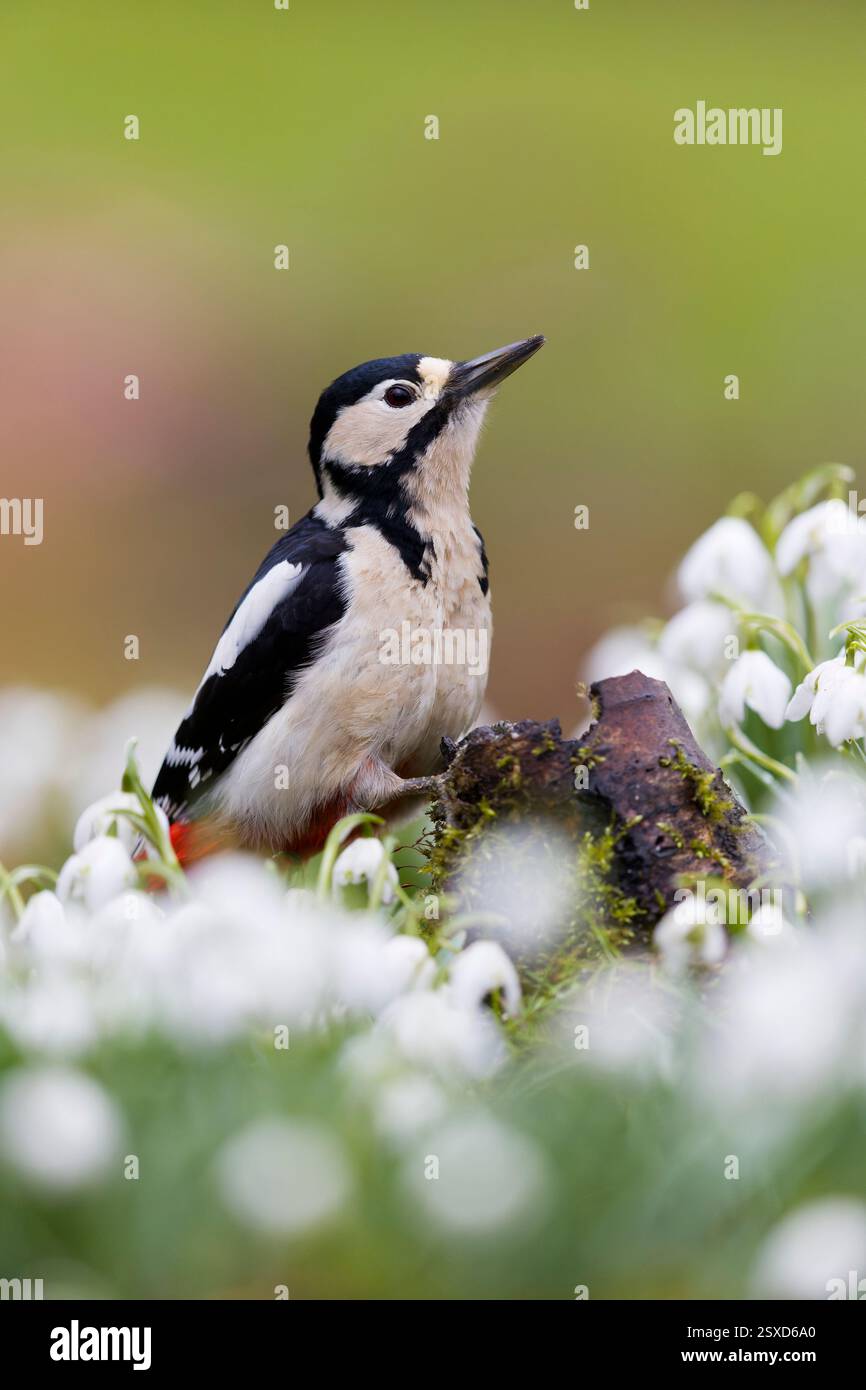 Großspecht Dendrocopos Major, erwachsenes Weibchen auf Baumstümpfe zwischen Schneeglöckchen Galanthus nivalis, Blumen, Suffolk, England, Februar Stockfoto