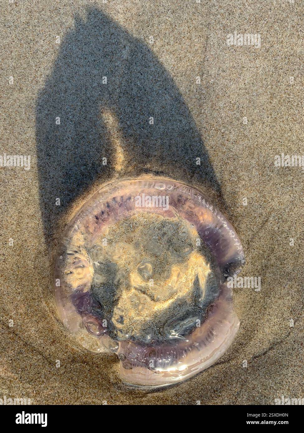 Quallen am Strand - Smartphone-aufgenommenes Stockfoto