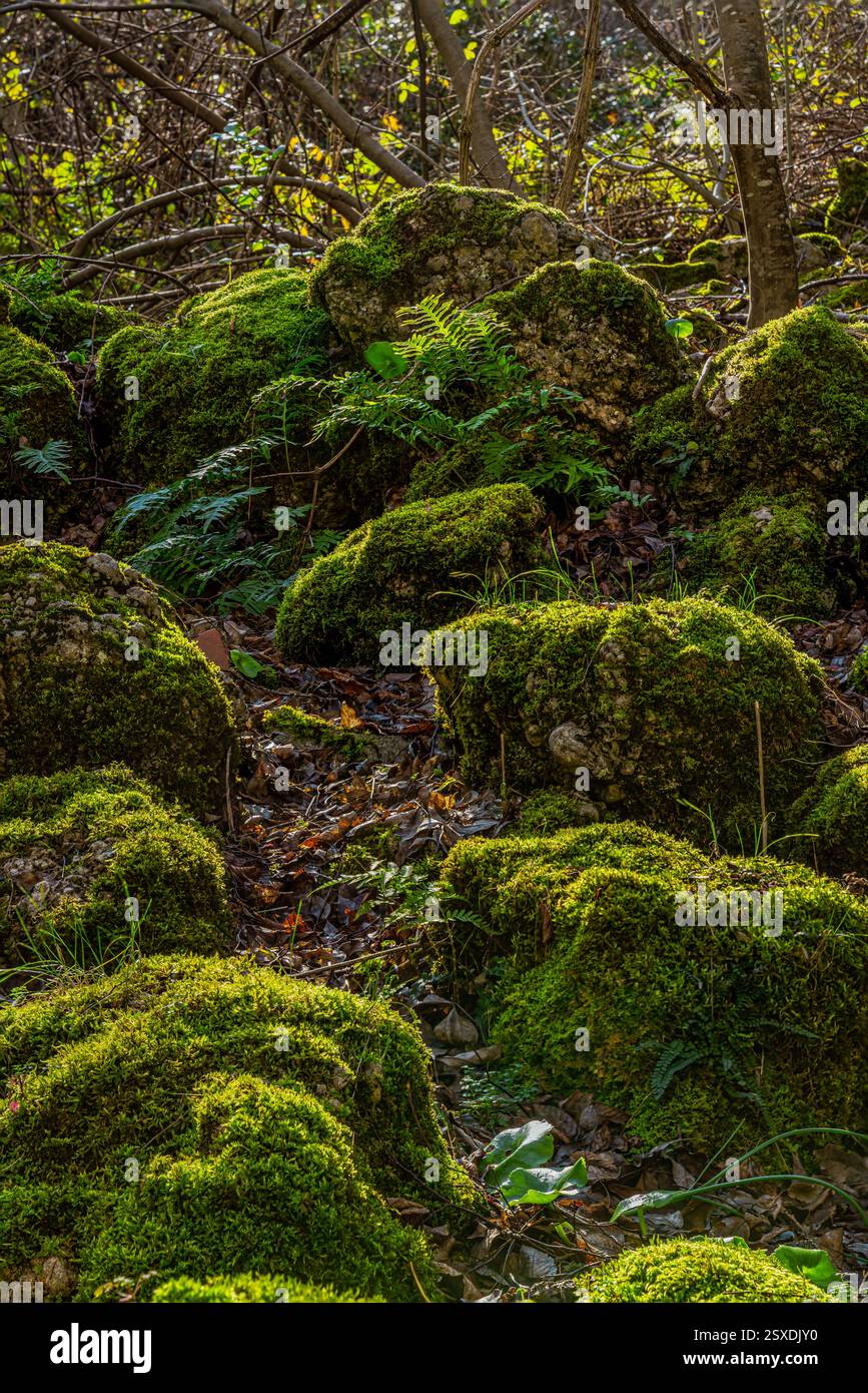 In den Wäldern des Cavuto Springs Nature Reserve mit moosbedeckten Bäumen und hinterleuchteten Felsen. Anversa, Provinz L'Aquila, Abruzzen, Italien, Europa Stockfoto