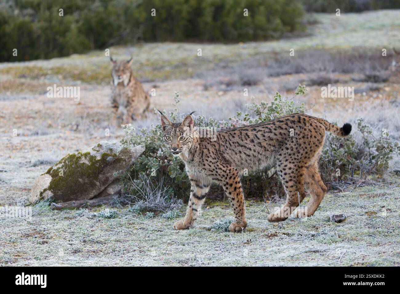Iberischer Luchse Lynx pardinus, Jungtier, der auf frostbedecktem Boden steht, mit männlichem Erwachsenen im Hintergrund, Toledo, Spanien, Februar Stockfoto