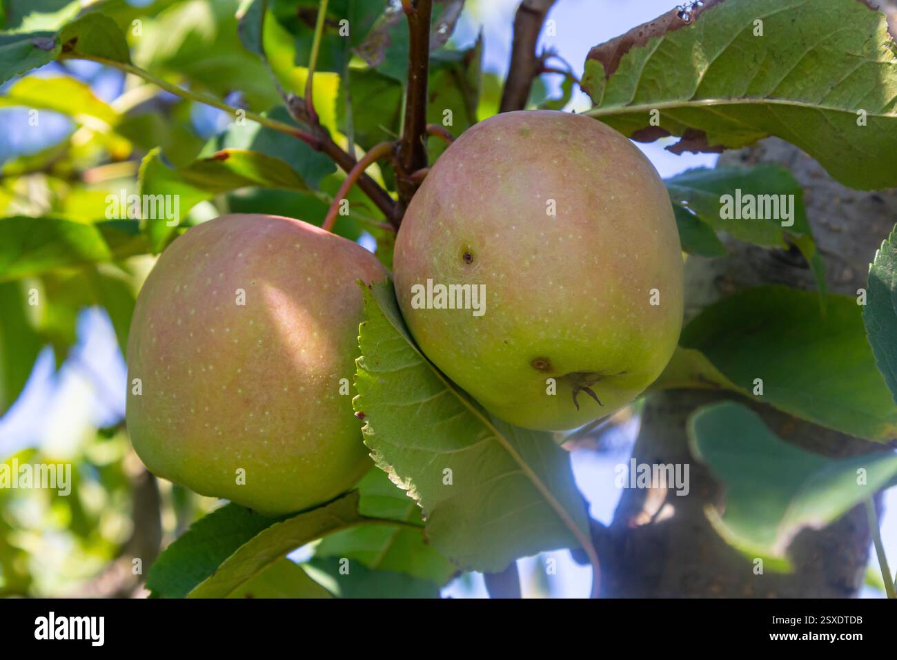 Zwei reife Äpfel hängen an einem Baumzweig, umgeben von leuchtend grünen Blättern unter hellem Sonnenlicht an einem klaren Sommertag, bereit für die Ernte. Stockfoto