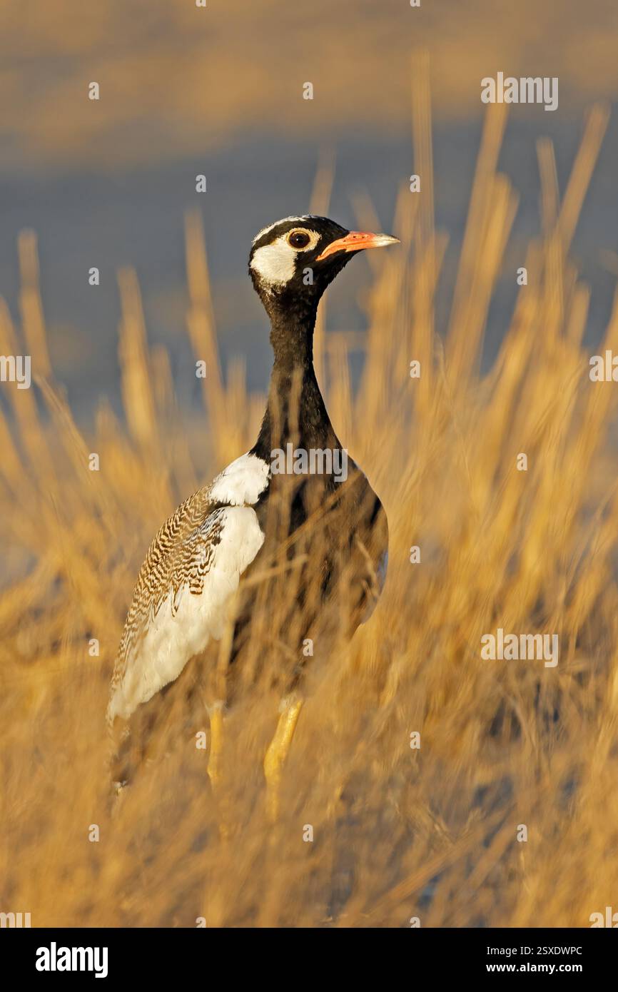 Ein männlicher schwarzer Korhaan (Afrotis afraoides), der in einem natürlichen Lebensraum in der Kalahari-Wüste in Südafrika steht Stockfoto