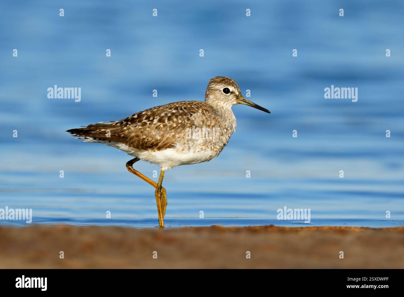 Ein kleiner Holzsandpiper (Tringa glareola) im flachen Wasser, Chobe Nationalpark, Botswana Stockfoto