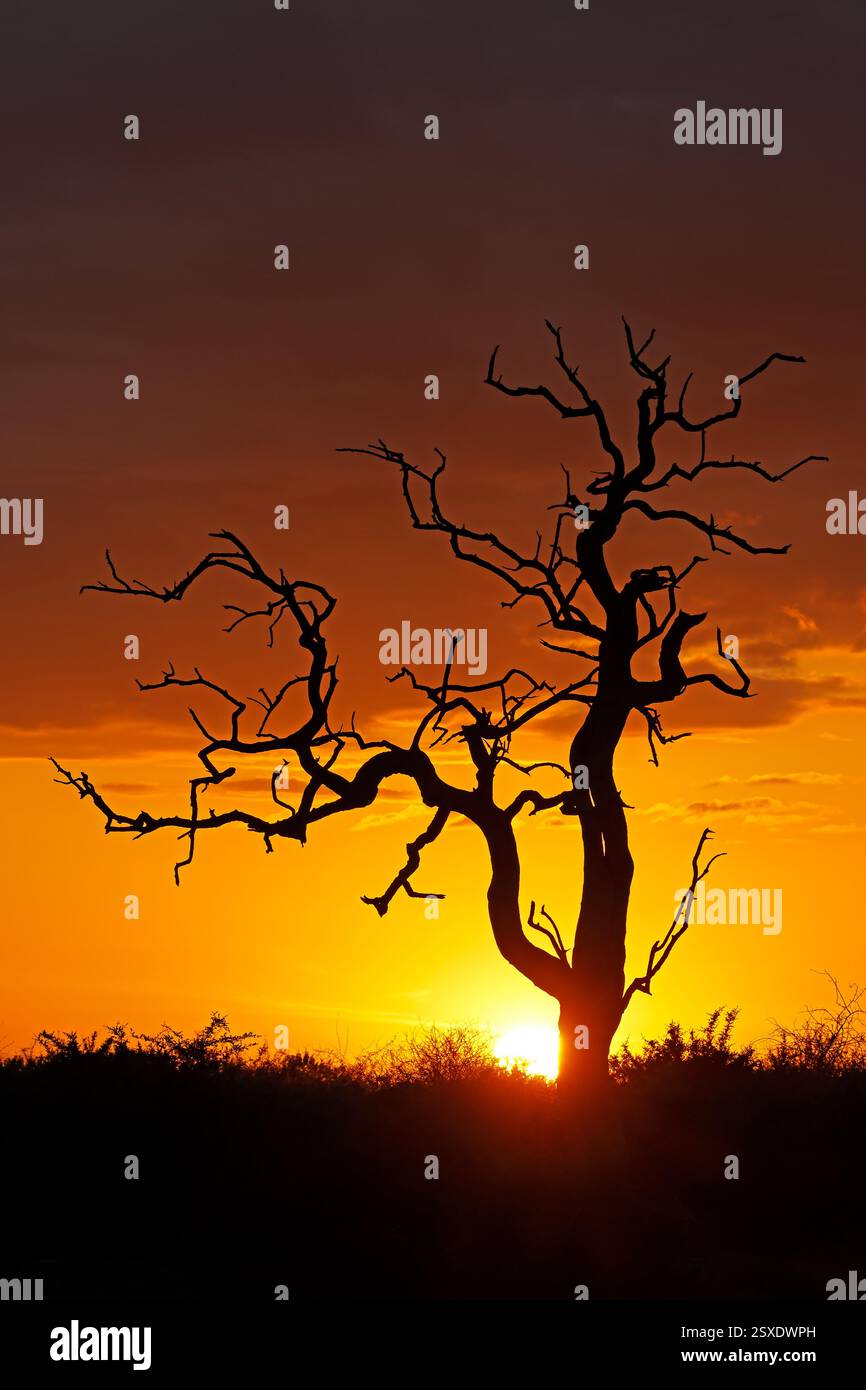 Landschaft mit einem Baum, der bei Sonnenaufgang vor einem orangefarbenen Himmel liegt, Madikwe Game Reserve, Südafrika Stockfoto