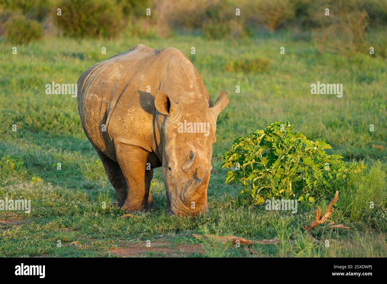 Gefährdetes weißes Nashorn (Ceratotherium simum) in einem üppig grünen natürlichen Lebensraum in Südafrika Stockfoto