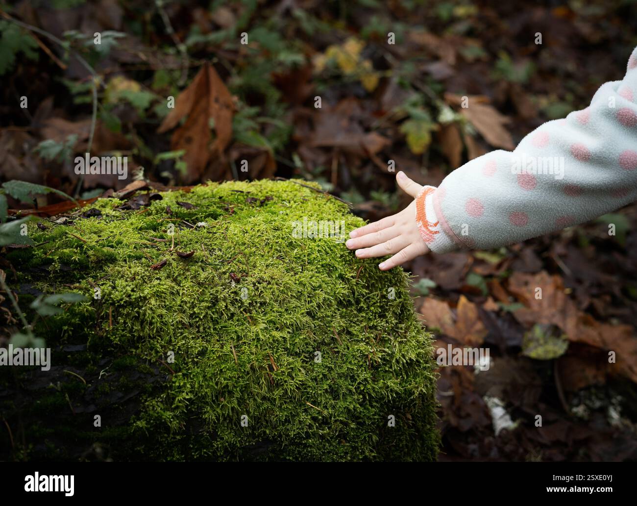 Kinderhand berührt Moos im Wald Stockfoto