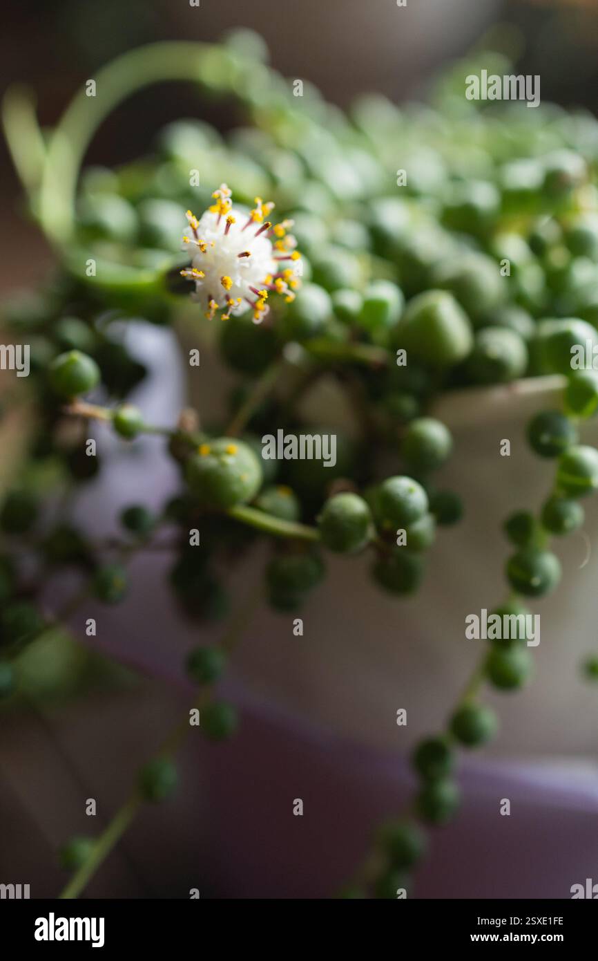 Nahaufnahme einer Perlenpflanze mit einer zarten weißen Blume Stockfoto