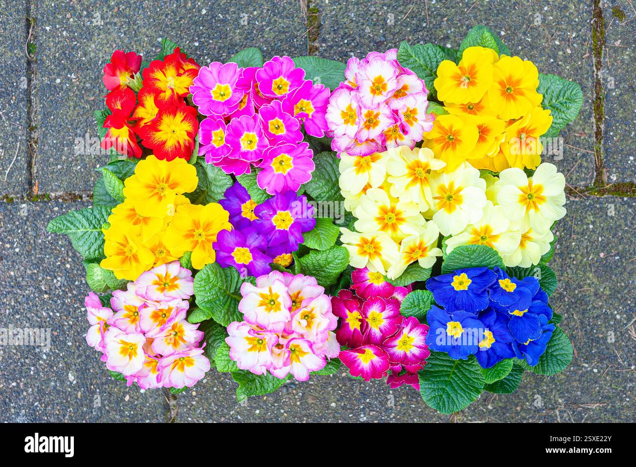 Draufsicht auf hell gefärbte Primulen (Primula) in einer Box Stockfoto