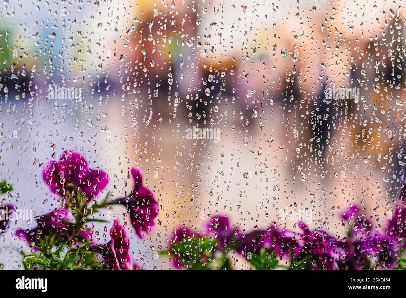 Regentropfen am Fenster, verschwommene Stadtlandschaft, lila Blumen im Hintergrund. Helle Blumen in einem regenbespritzten Fenster, verschwommene Menschen im Freien an regnerischen Tagen. Stockfoto