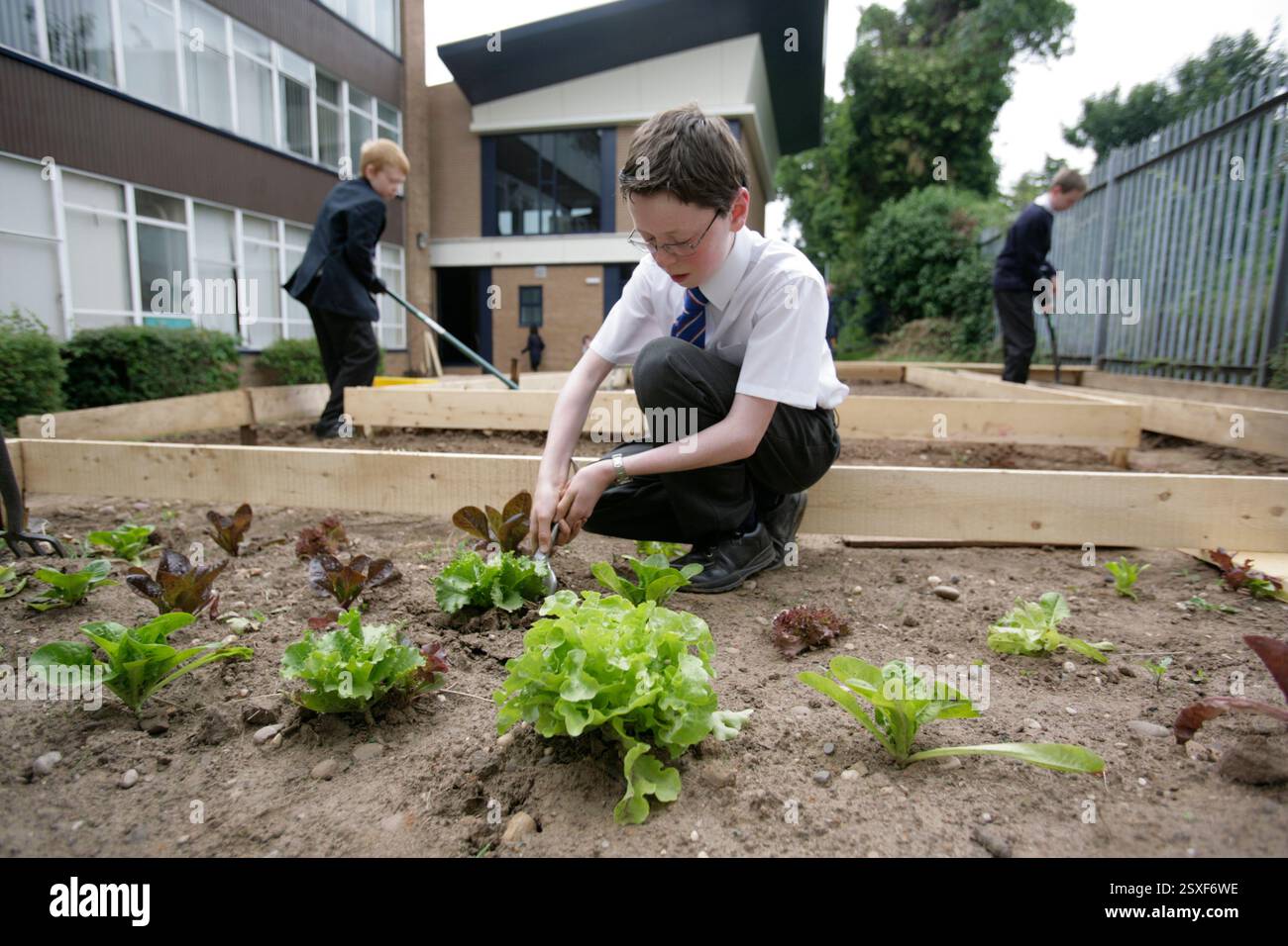 Schüler einer britischen Sekundarschule, die im Gemüsegarten der Schule arbeiten Stockfoto