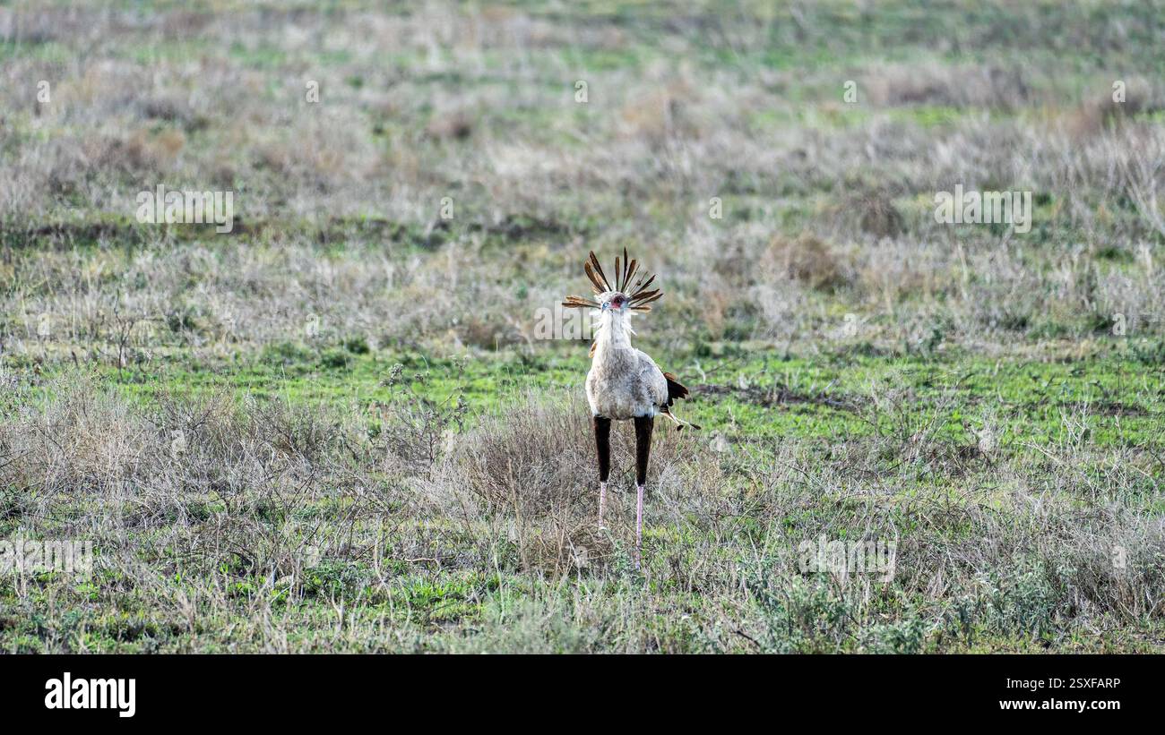 Eine einsame Gazelle, die anmutig auf einer wunderschönen Wiese steht und die ruhige Umgebung der Serengeti Tansania Afrika beobachtet Stockfoto