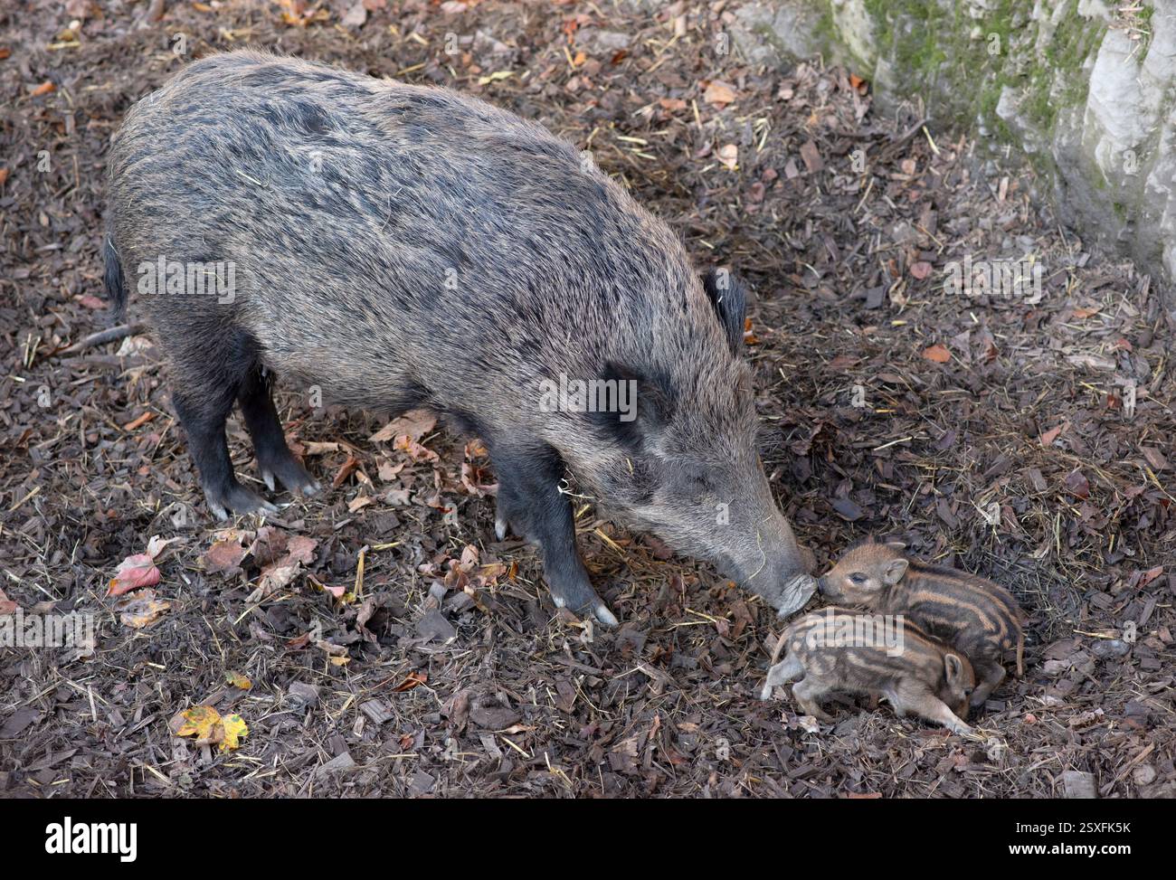 Eine Mutter Wildschwein (Sus scrofa), die mit ihren beiden jungen Ferkeln in einer Waldumgebung interagiert. Die Ferkel, die sich durch ihre charakteristische Str Stockfoto