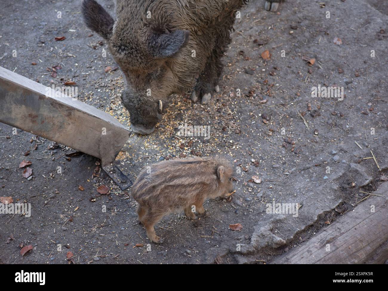 Der Vater Eber und sein junges Ferkel ernähren sich gemeinsam in einem Zoo und zeigen einen berührenden Moment der Bindung und des natürlichen Verhaltens. Stockfoto