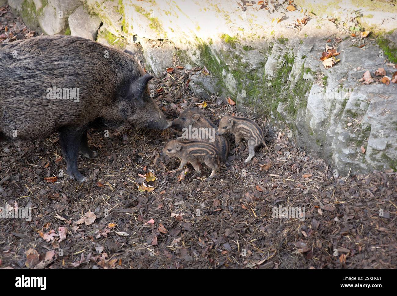 Eine Mutter Wildschwein (Sus scrofa), die mit ihren drei jungen Ferkeln in einer Waldumgebung interagiert. Das ältere Eber interagiert mit seiner Mutter. Stockfoto