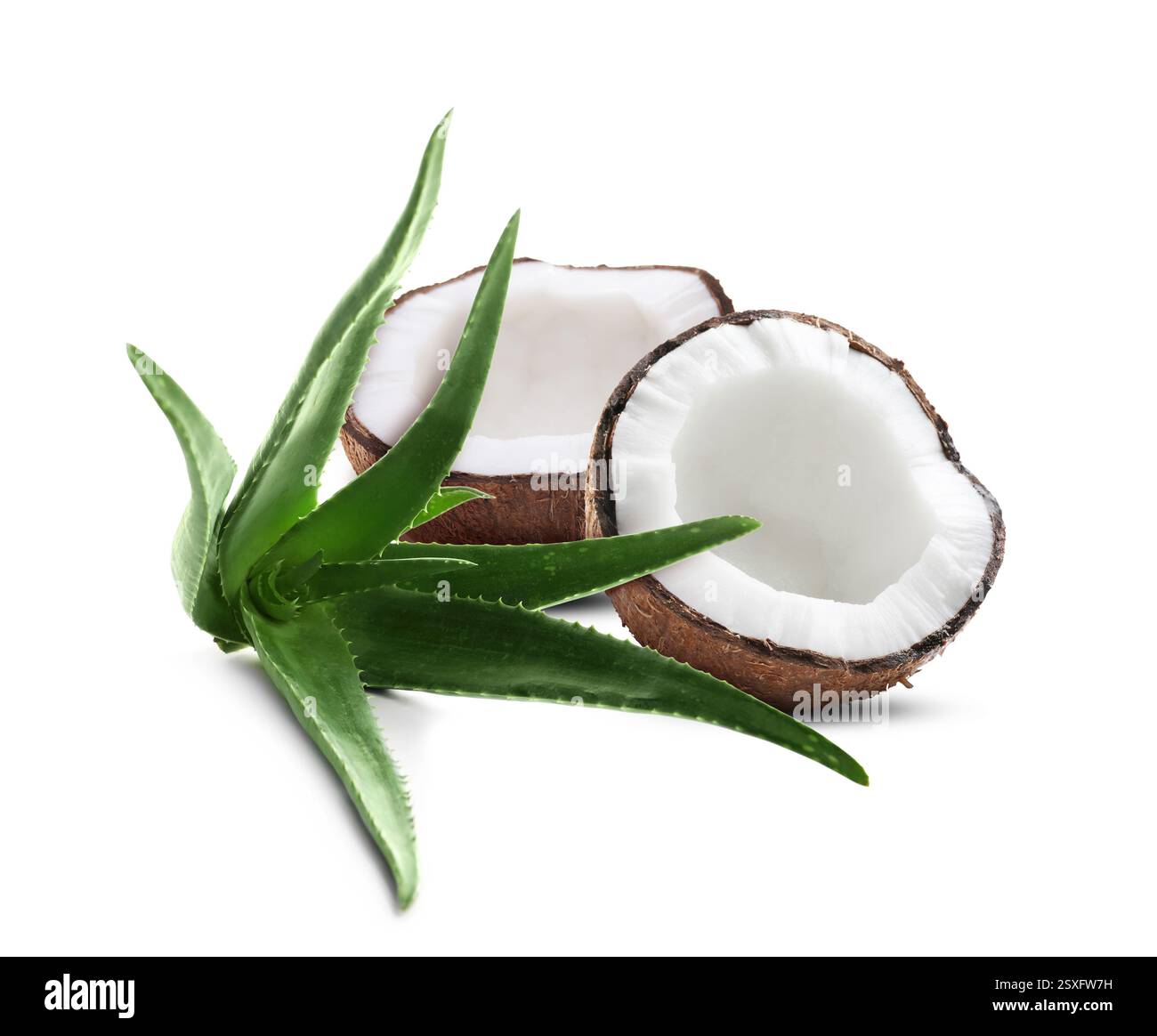 Kokos- und Aloe-Vera-Bltter isoliert auf wei Stockfotografie - Alamy