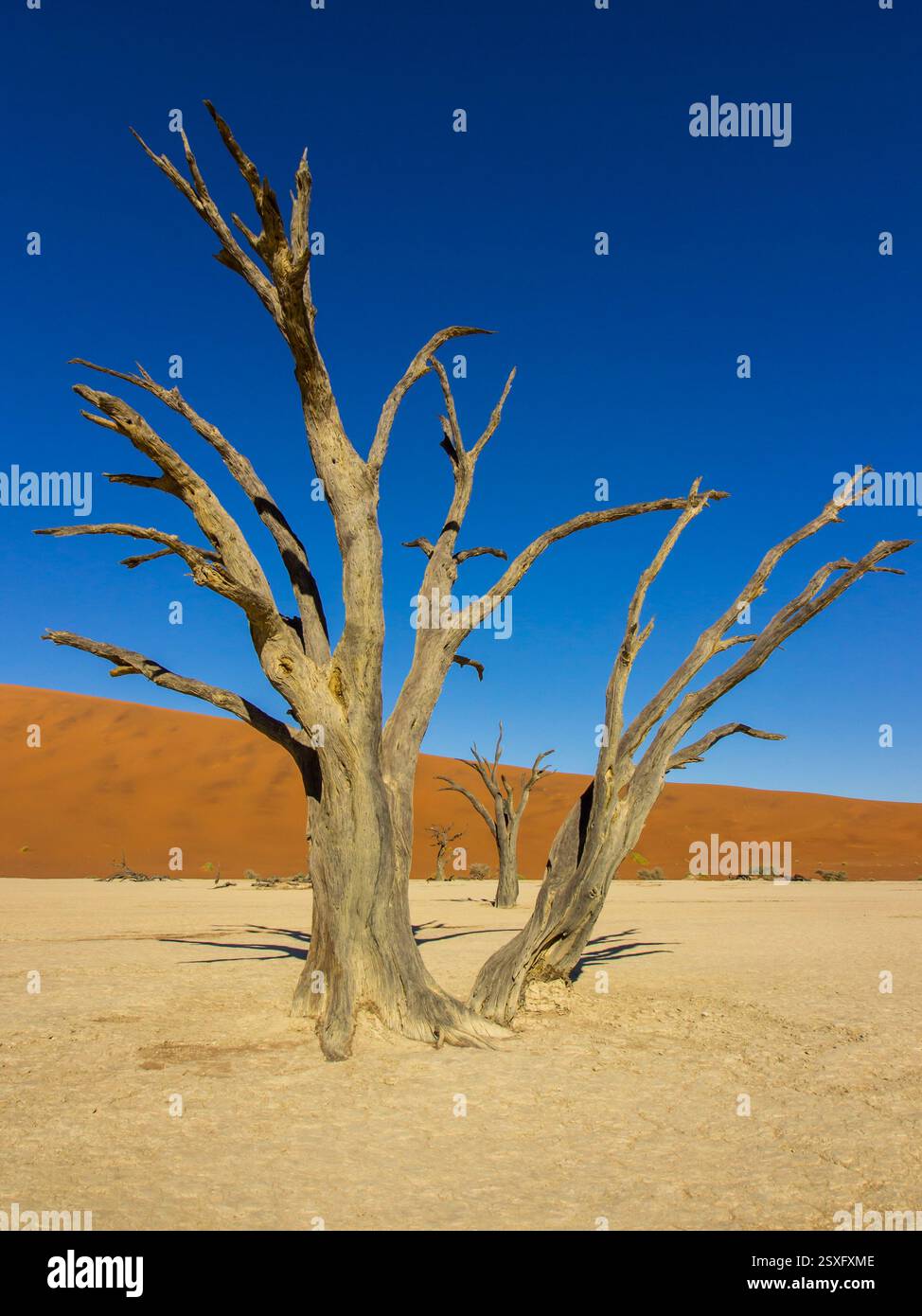 Blick durch die Skelettbäume des toten Vlei, umrahmt jeden, zwischen den roten Sanddünen der Namib Stockfoto
