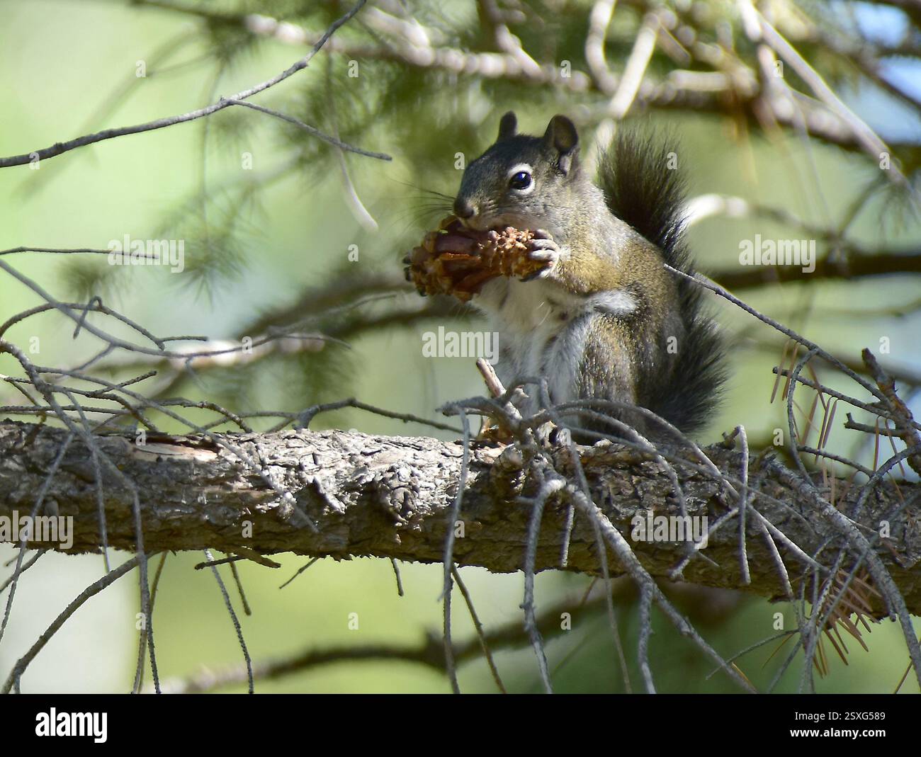 Rothörnchen (Tamiasciurus hudsonicus) an Kiefernbein, das Samen aus Kiefernzapfen isst. Utah. Stockfoto
