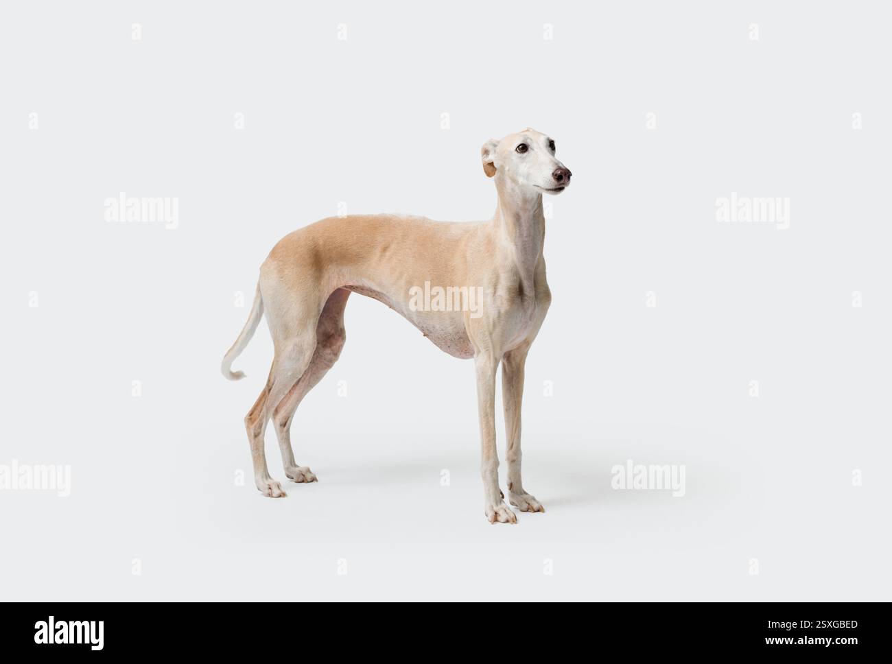 Porträt einer spanischen Windhund-Rasse Galgo, isoliert auf weißem Hintergrund Stockfoto