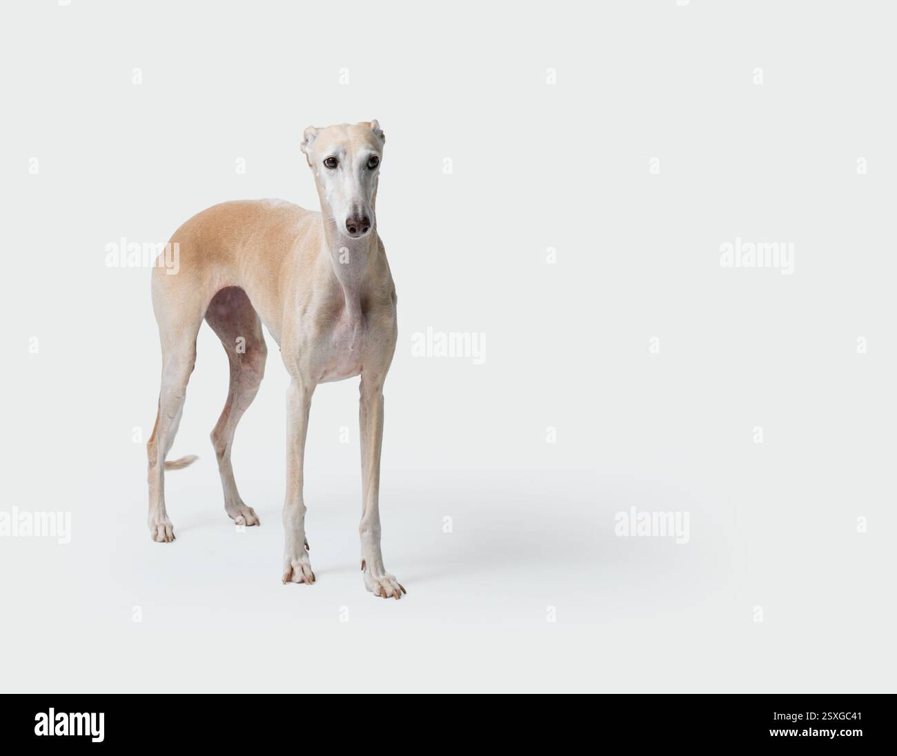 Porträt einer spanischen Windhund-Rasse Galgo, isoliert auf weißem Hintergrund Stockfoto