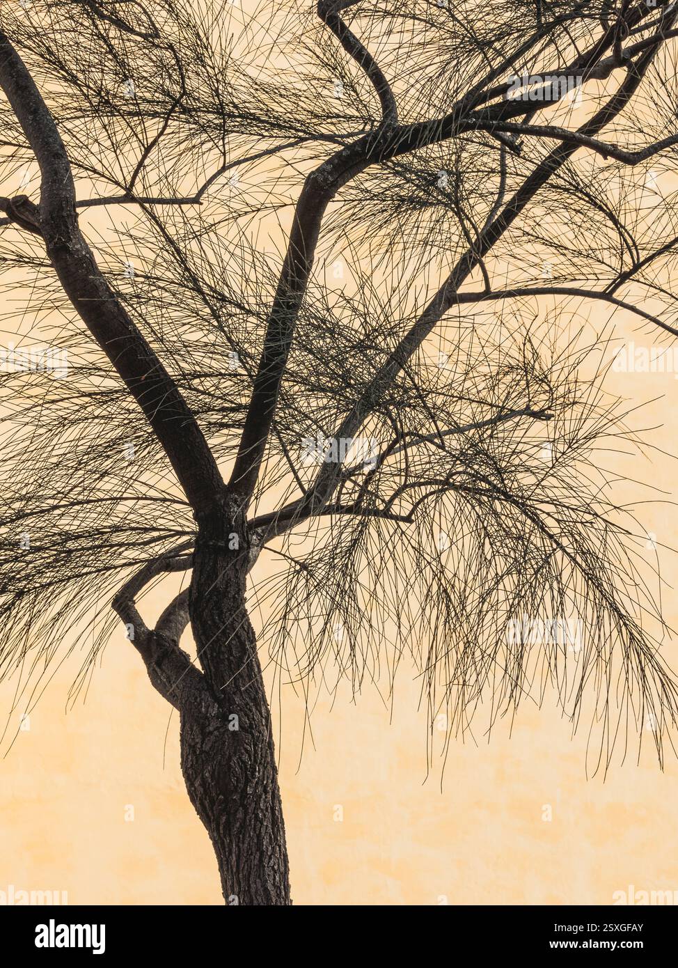 Ein zarter Baum mit schlanken Ästen zeigt seine detaillierte Struktur vor einem warmen gelben Hintergrund während der Dämmerung und zeigt die Kunstfertigkeit der Natur. Stockfoto