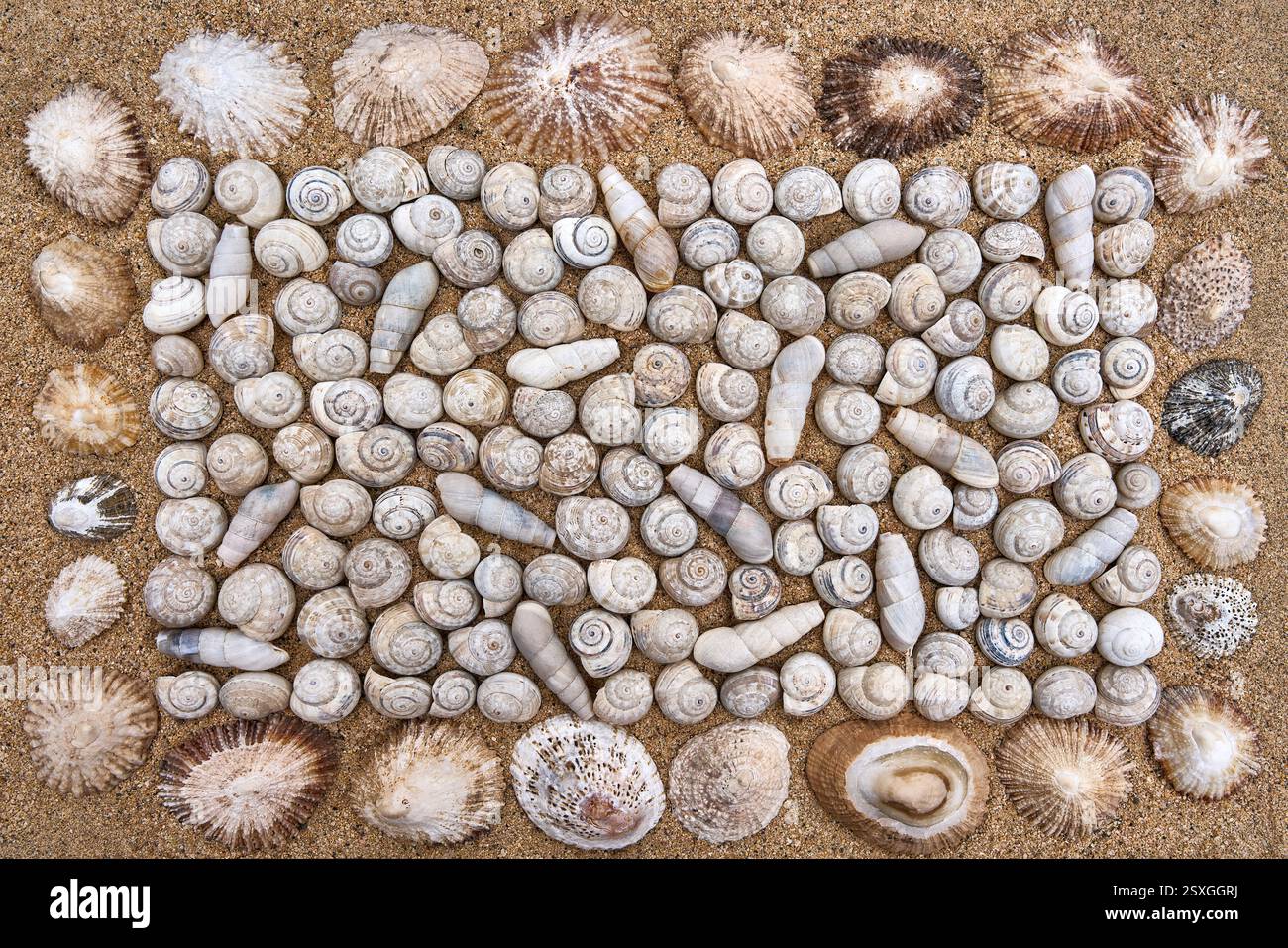 Verschiedene Schneckenschalen Hintergrund - Anordnung auf braunem Sand Stockfoto
