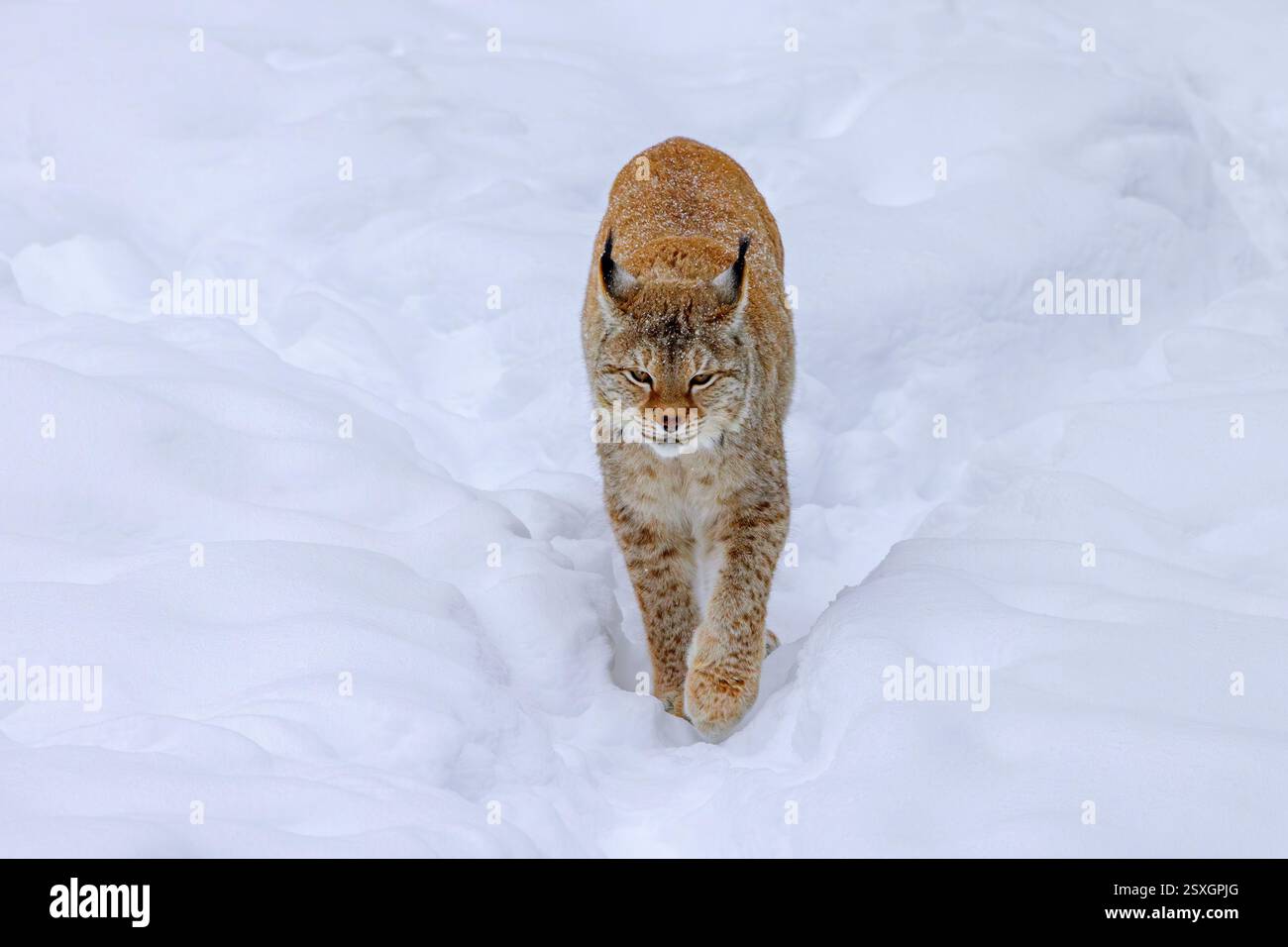 Eurasischer Luchse / nördlicher Luchse (Lynx Luchse) Jagd in tiefem Schnee im Winter, Skandinavien Stockfoto