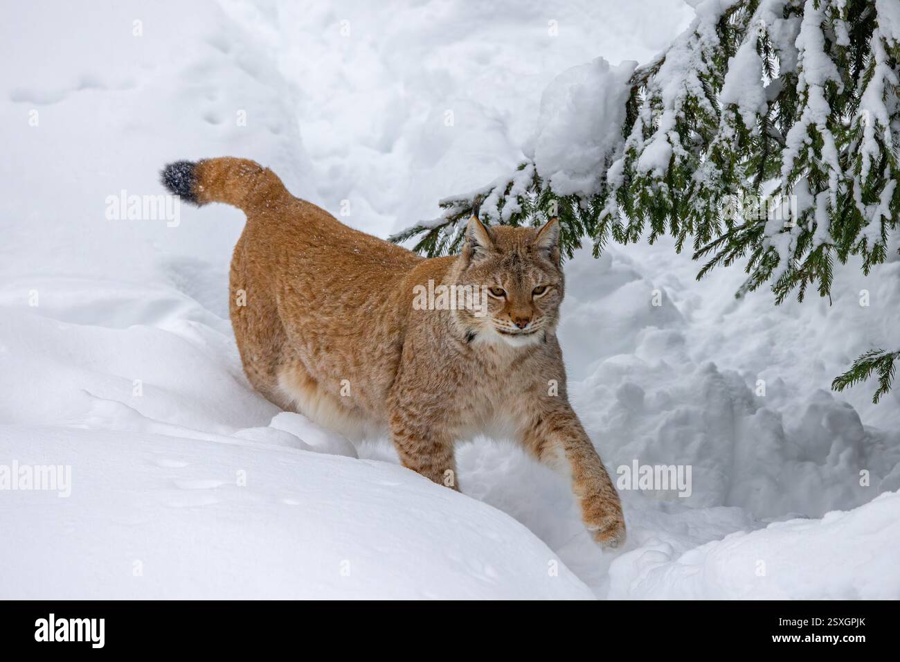 Eurasischer Luchse / nördlicher Luchse (Lynx Luchse) Jagd in tiefem Schnee im Winter, Skandinavien Stockfoto