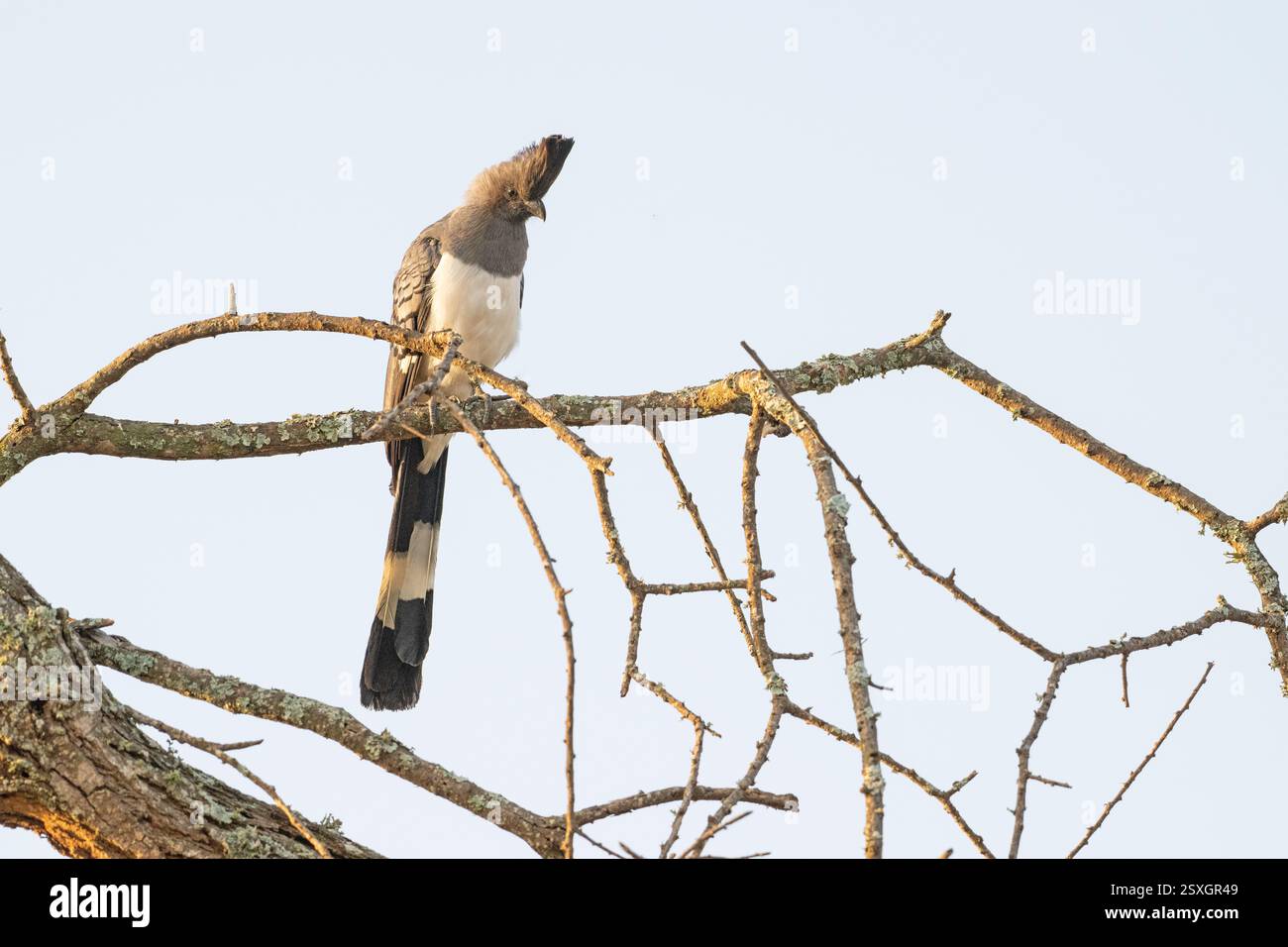 Weißbauch-Abreitvogel (Corythaixoides leucogaster) Stockfoto