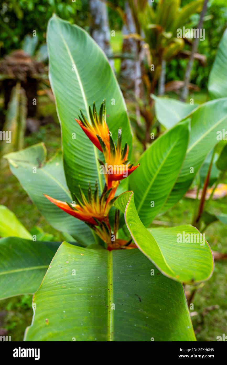 Heliconia psittacorum Papageienschnabel, Sittich, Papageienblüte, Papageienwebel, falscher Paradiesvogel Stockfoto